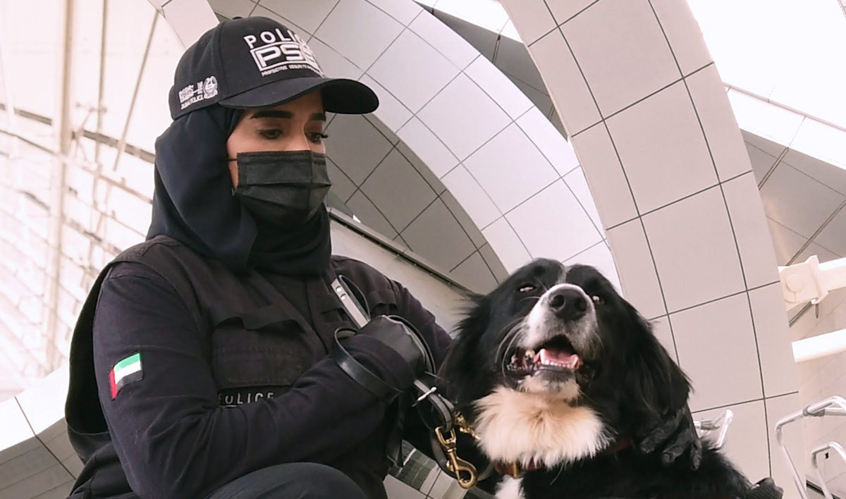 what are airport dogs sniffing for