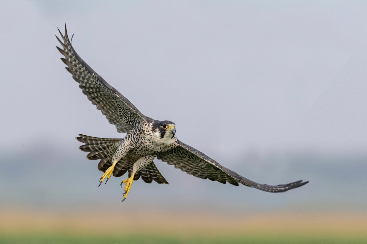 Falcon’s Capture, Release a Feather in Airport’s Cap Blue Sky PIT
