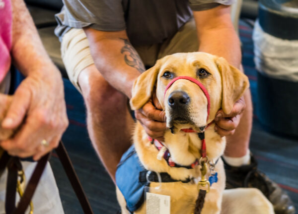 VIDEO: PIT an Ideal Training Ground for Service Dogs