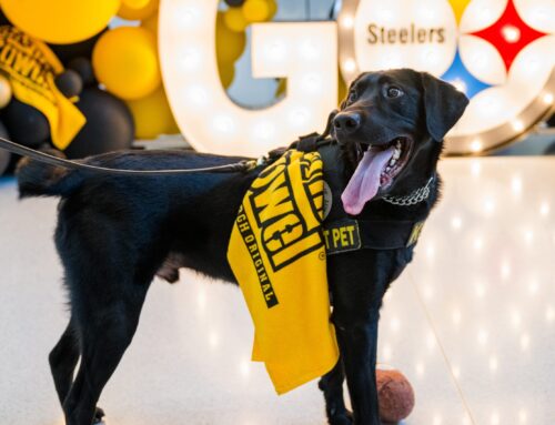 TSA Cutest Canine Calendar Featuring Steeler is Available for Free